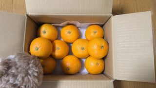 ふるさと納税📦️