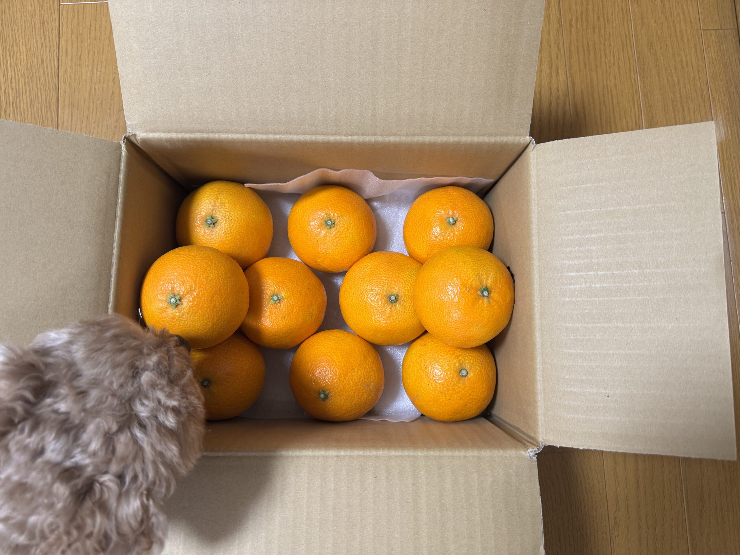 ふるさと納税📦️