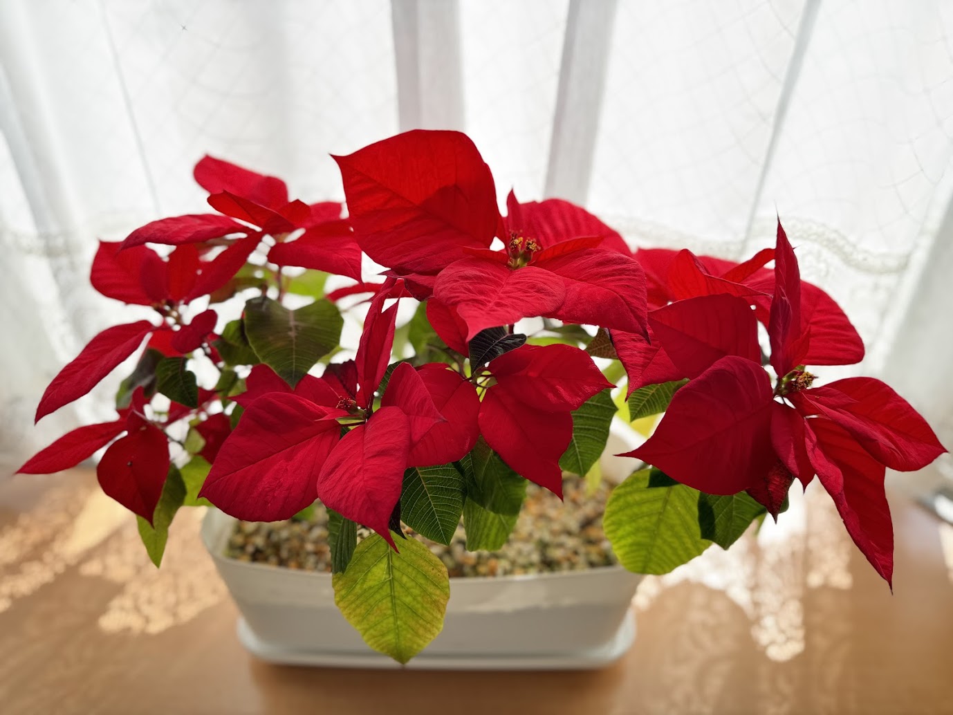 三代目のその後🌺